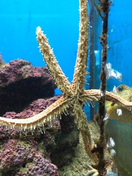 串本海中公園水族館に投稿された画像（2020/11/5）