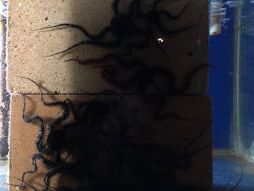 串本海中公園水族館に投稿された画像（2020/11/5）