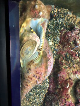 串本海中公園水族館に投稿された画像（2020/11/5）