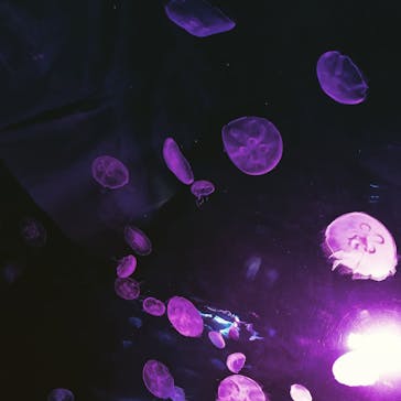 サンシャイン水族館に投稿された画像（2020/11/5）