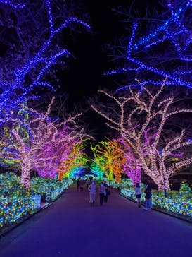 よみうりランド 遊園地に投稿された画像（2020/11/5）