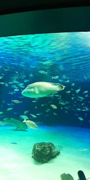 サンシャイン水族館に投稿された画像（2020/11/6）