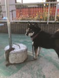 IPCわんわん動物園に投稿された画像（2020/11/6）