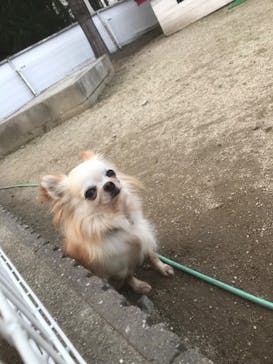 IPCわんわん動物園に投稿された画像（2020/11/6）