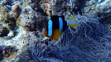 ダイビングショップ Sea Free（シーフリー）に投稿された画像（2020/11/7）