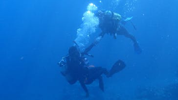 ダイビングショップ Sea Free（シーフリー）に投稿された画像（2020/11/7）