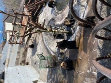 のぼりべつクマ牧場に投稿された画像（2020/11/7）