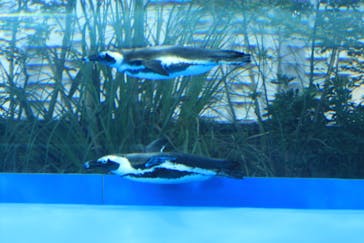 サンシャイン水族館に投稿された画像（2020/11/7）