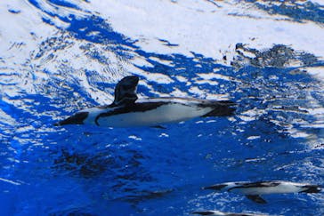 サンシャイン水族館に投稿された画像（2020/11/7）