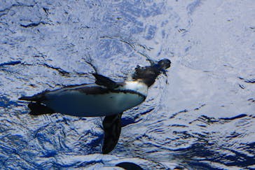サンシャイン水族館に投稿された画像（2020/11/7）