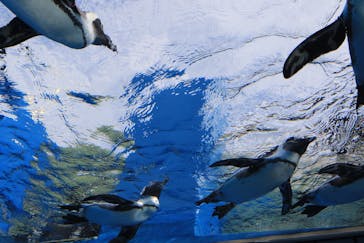 サンシャイン水族館に投稿された画像（2020/11/7）