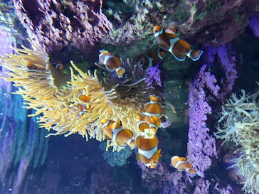 サンシャイン水族館に投稿された画像（2020/11/7）
