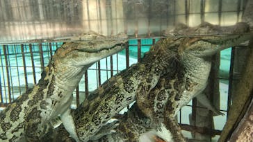 熱川バナナワニ園に投稿された画像（2020/11/7）