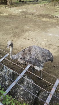 伊豆アニマルキングダムに投稿された画像（2020/11/7）