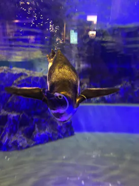 すみだ水族館に投稿された画像（2020/11/7）