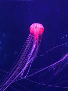 すみだ水族館に投稿された画像（2020/11/7）