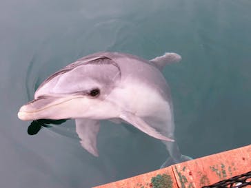 うみたま体験パーク 「つくみイルカ島」に投稿された画像（2020/11/7）