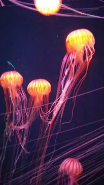 すみだ水族館に投稿された画像（2020/11/7）