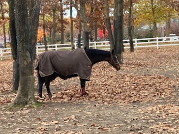 ノーザンホースパークに投稿された画像（2020/11/7）