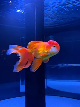 すみだ水族館に投稿された画像（2020/11/7）