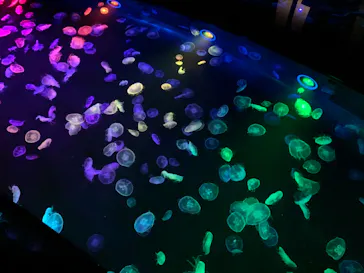 すみだ水族館に投稿された画像（2020/11/7）