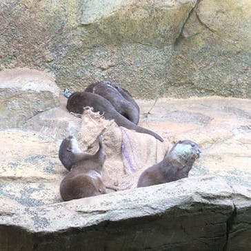 那須どうぶつ王国に投稿された画像（2020/11/7）