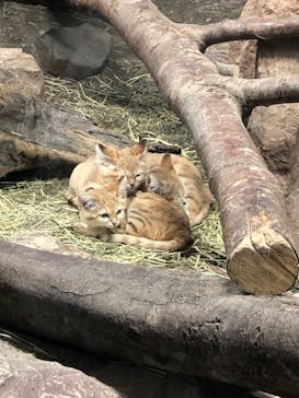 那須どうぶつ王国に投稿された画像（2020/11/7）