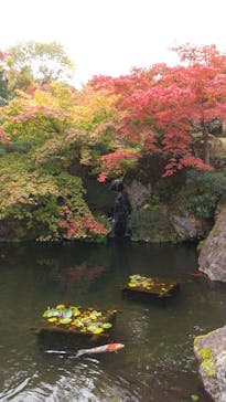 箱根美術館に投稿された画像（2020/11/7）