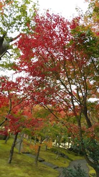 箱根美術館に投稿された画像（2020/11/7）