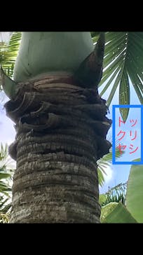 美らヤシパークオキナワ・東南植物楽園に投稿された画像（2020/11/7）