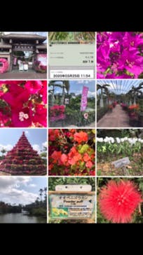 美らヤシパークオキナワ・東南植物楽園に投稿された画像（2020/11/7）