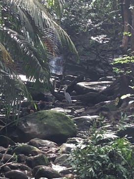 西表島 ADVENTURE PiPi（アドベンチャーピピ）に投稿された画像（2020/11/7）