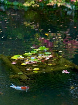 箱根美術館に投稿された画像（2020/11/7）