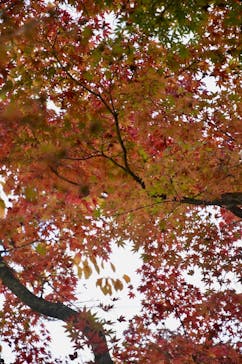 箱根美術館に投稿された画像（2020/11/7）