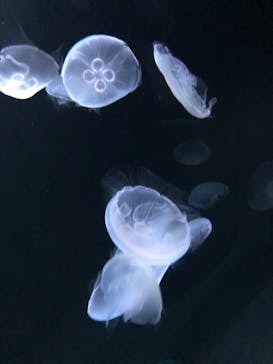 サンシャイン水族館に投稿された画像（2020/11/7）