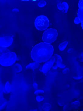 サンシャイン水族館に投稿された画像（2020/11/7）