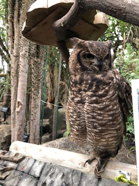 伊豆シャボテン動物公園に投稿された画像（2020/11/7）