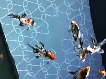 すみだ水族館に投稿された画像（2020/11/7）