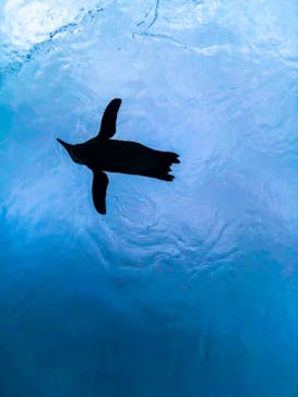 サンシャイン水族館に投稿された画像（2020/11/7）
