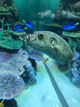 サンシャイン水族館に投稿された画像（2020/11/7）