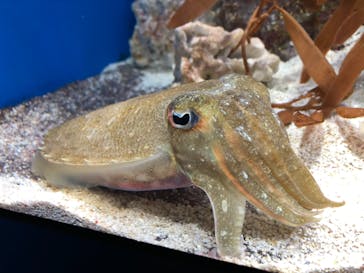 サンシャイン水族館に投稿された画像（2020/11/7）