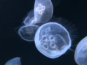 サンシャイン水族館に投稿された画像（2020/11/7）