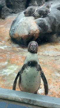 鳥羽水族館に投稿された画像（2020/11/7）