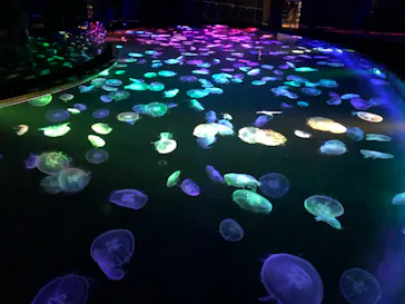 すみだ水族館に投稿された画像（2020/11/8）