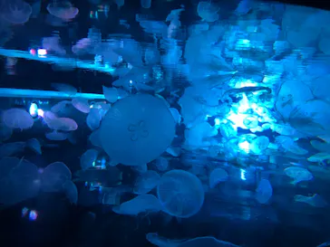 すみだ水族館に投稿された画像（2020/11/8）