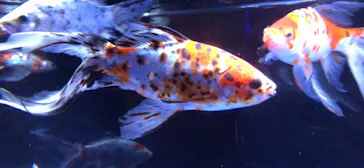 すみだ水族館に投稿された画像（2020/11/8）