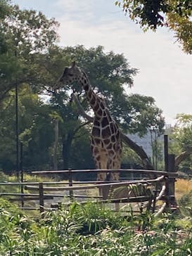 天王寺動物園に投稿された画像（2020/11/8）