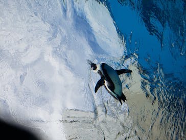 サンシャイン水族館に投稿された画像（2020/11/8）
