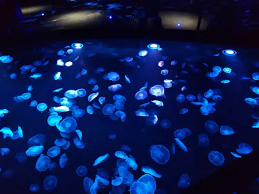 すみだ水族館に投稿された画像（2020/11/8）