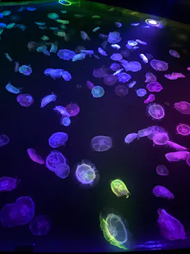 すみだ水族館に投稿された画像（2020/11/8）